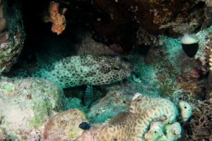 Epinephelus tauvina