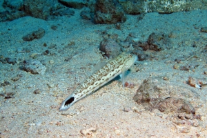 Parapercis hexophthalma