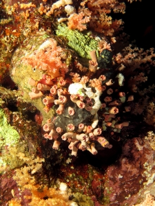 Tubastrea ou Dendrophyllia