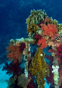 Conteneur recouvert par une faune fixée aux couleurs éclatantes