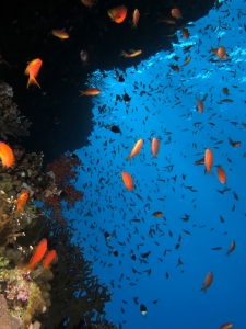 Balai d'anthias et demoiselles sous un surplomb