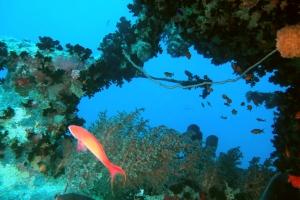 Pseudanthias squamipinnis