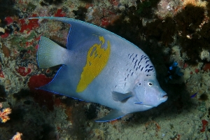 Pomacanthus maculosus