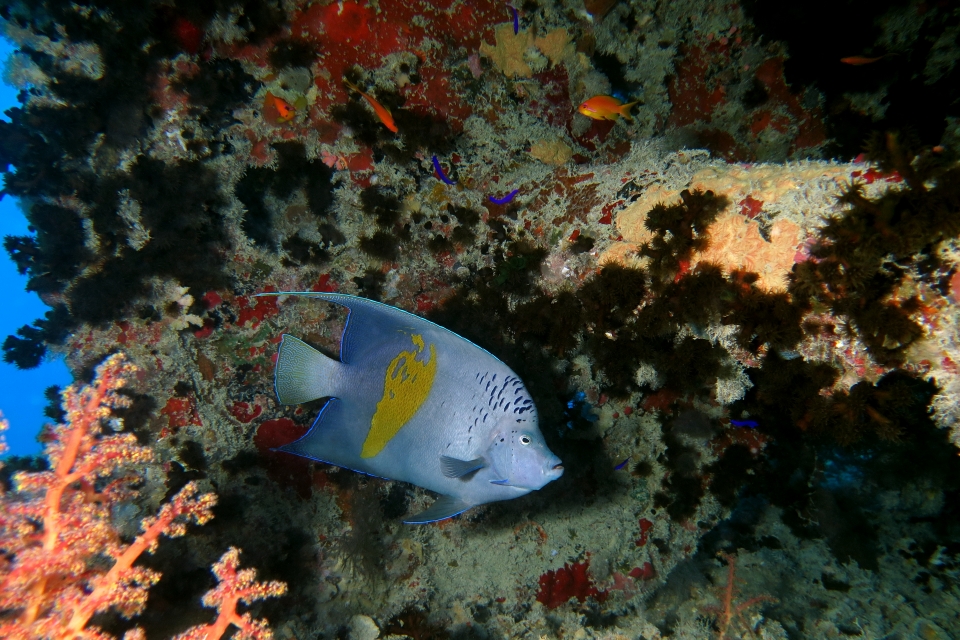 Pomacanthus maculosus