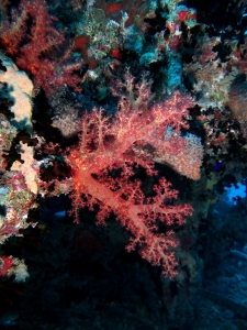 Dendronephthya ou Scleronephthya