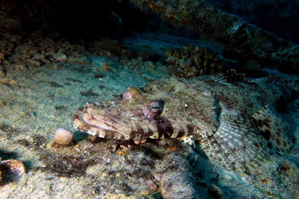 Papilloculiceps longiceps