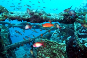 Pseudanthias squamipinnis