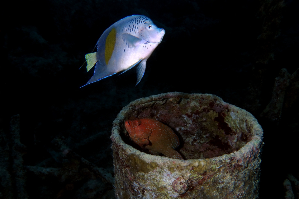 Pomacanthus maculosus, Cephalopholis oligosticta