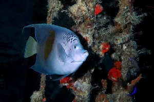 Pomacanthus maculosus