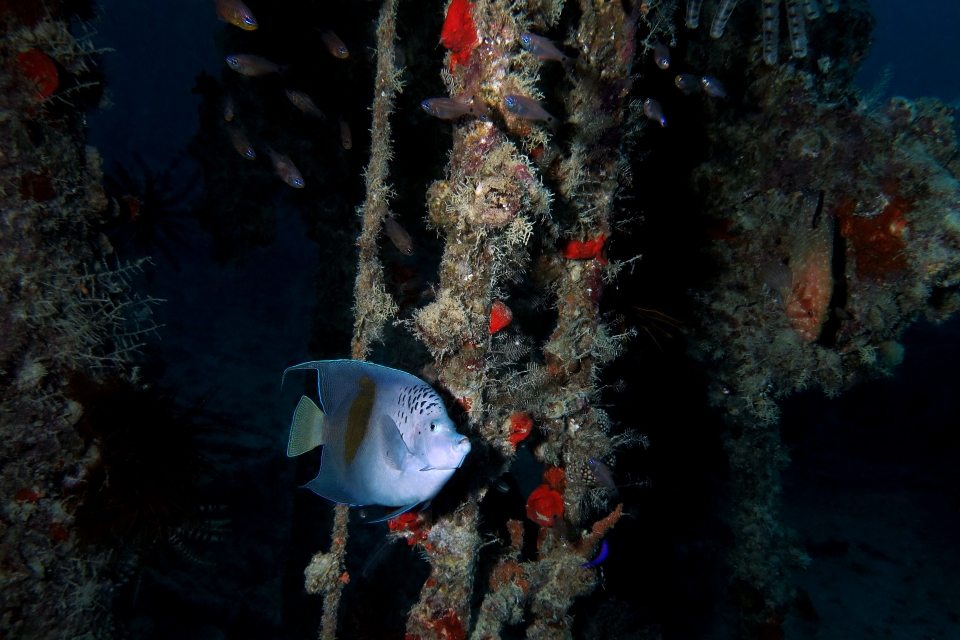 Pomacanthus maculosus