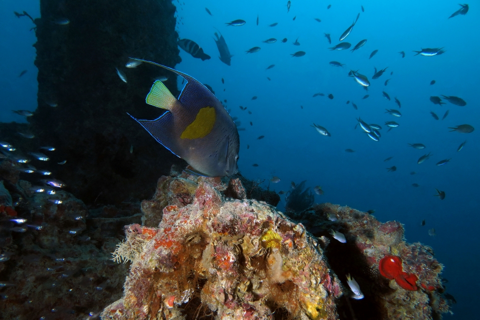 Pomacanthus maculosus