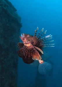 Pterois miles