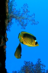 Chaetodon fasciatus