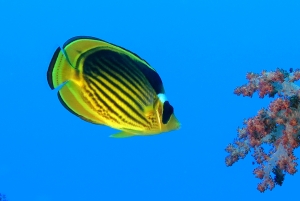 Chaetodon fasciatus