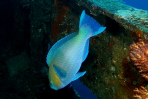 Scarus ferrugineus