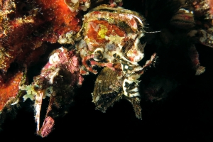 Pteria aegyptiaca