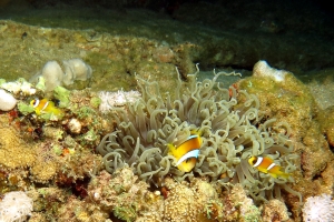 Amphiprion bicinctus, Heteractis crispa