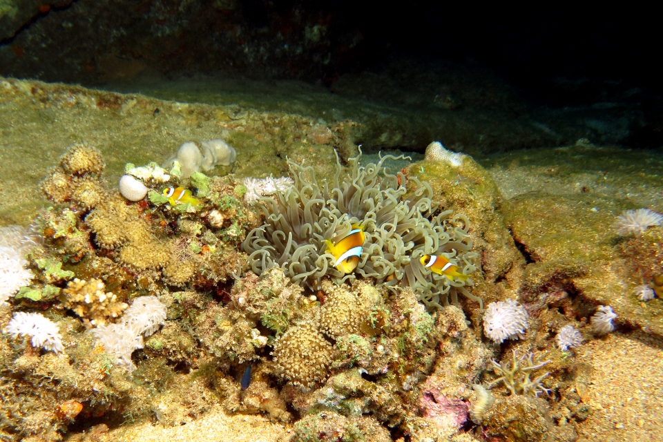 Amphiprion bicinctus, Heteractis crispa