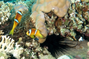 Amphiprion bicinctus, Heteractis crispa, Diadema savignyi, Chromis dimidiata