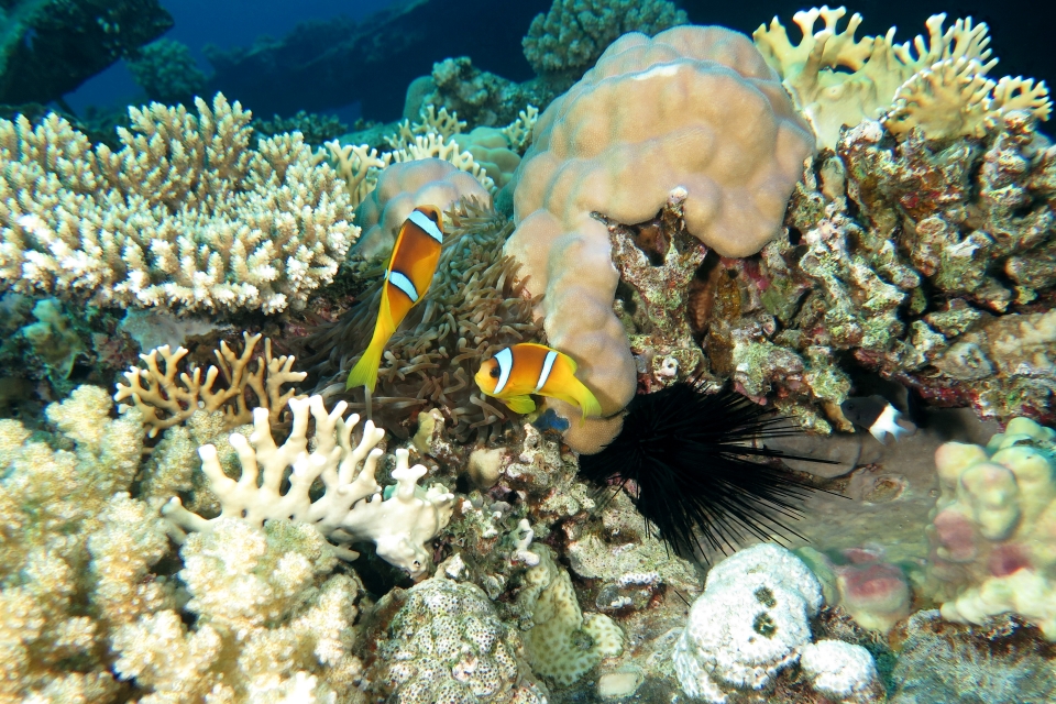 Amphiprion bicinctus, Heteractis crispa, Diadema savignyi, Chromis dimidiata