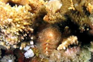 Spirobranchus giganteus, Montipora