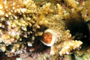 Spirobranchus giganteus, Montipora