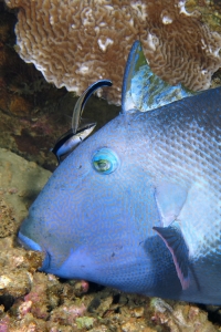 Pseudobalistes fuscus, Labroides dimidiatus