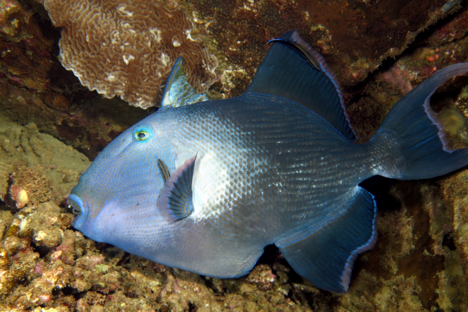 Pseudobalistes fuscus, Labroides dimidiatus