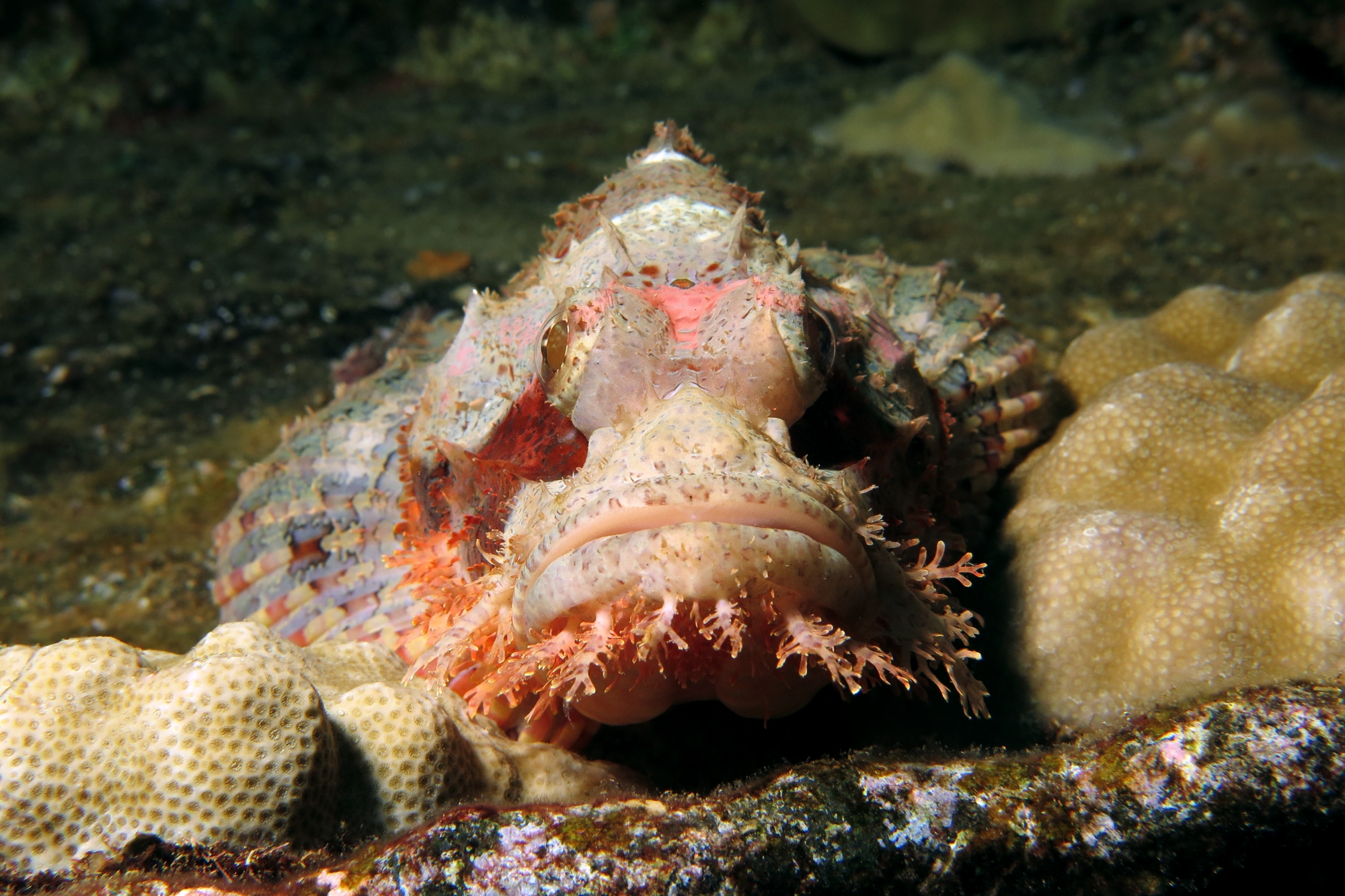 Scorpaenopsis oxycephala