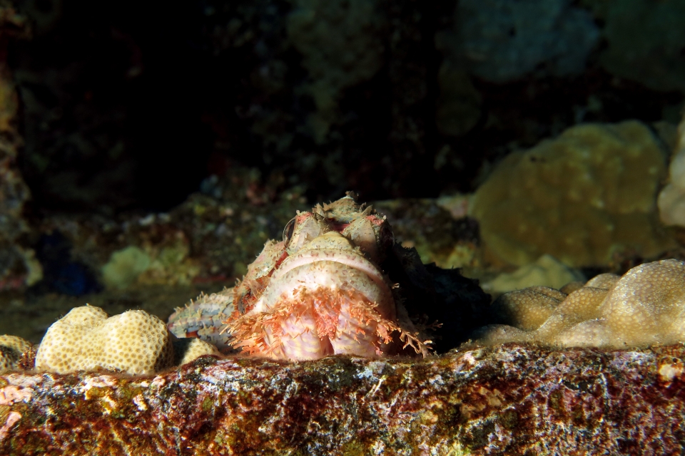 Scorpaenopsis oxycephala