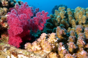 Dendronephthya ou Strereonephthya, Pocillopora verrucosa