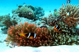 Entacmaea quadricolor, Amphiprion bicinctus, Dascyllus aruanus