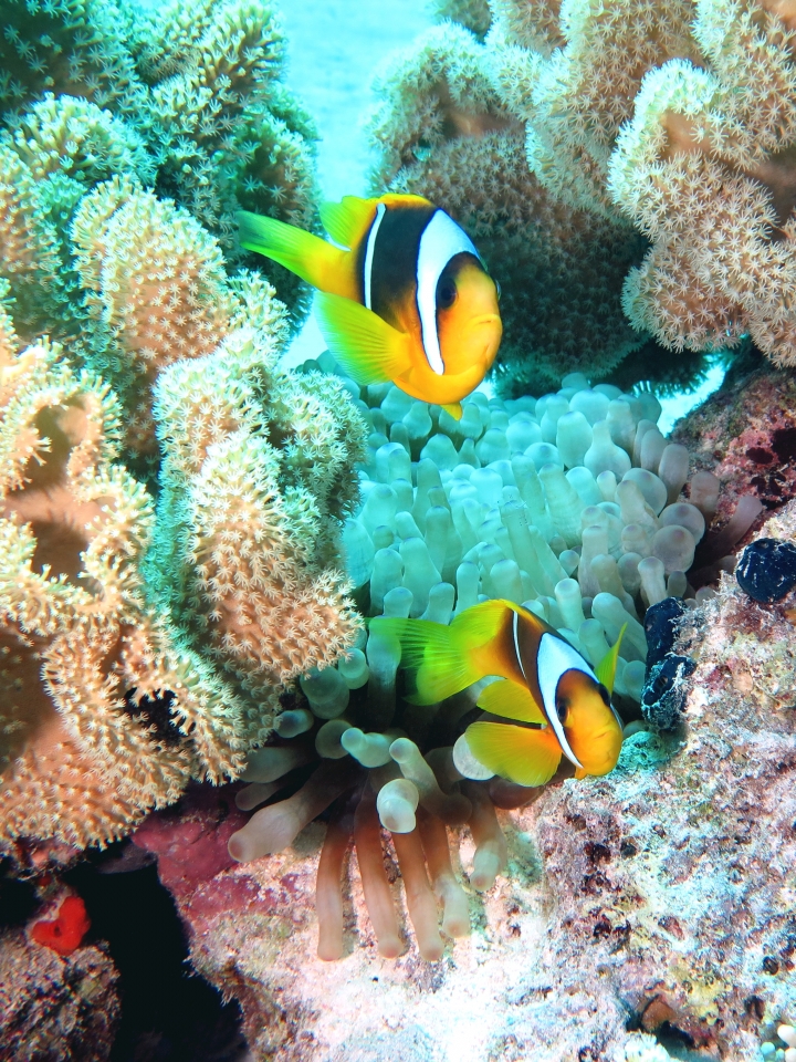 Amphiprion bicinctus, Entacmaea quadricolor, Sarcophyton sp.