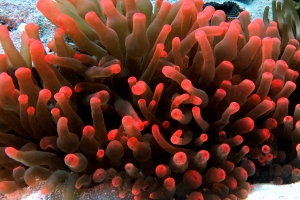 Entacmaea quadricolor, Amphiprion bicinctus, Dascyllus aruanus