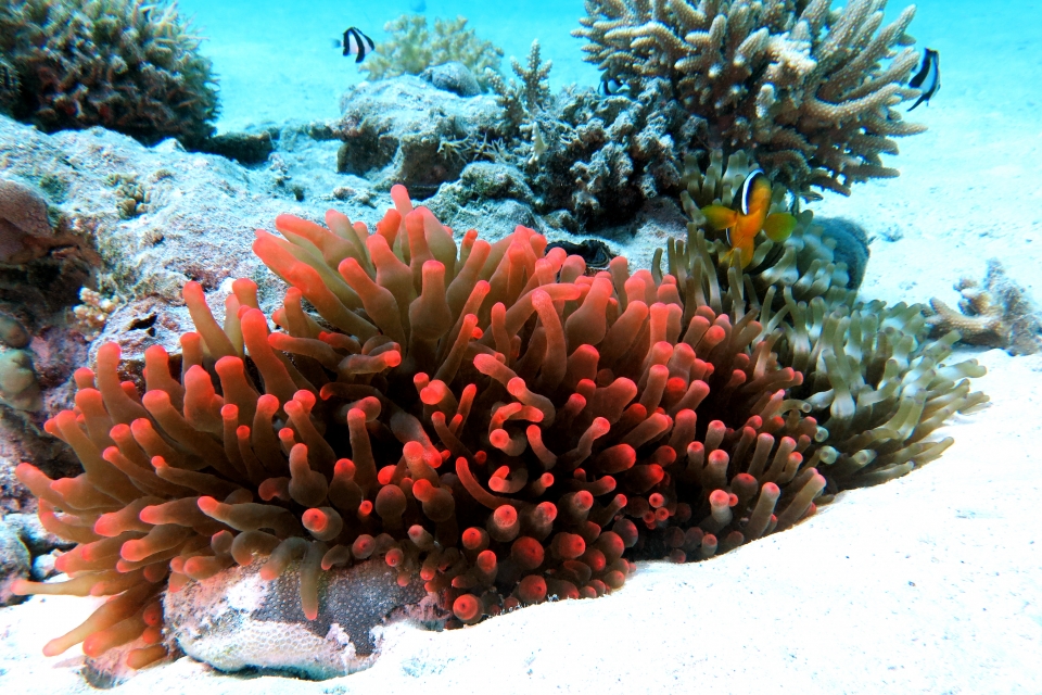 Entacmaea quadricolor, Amphiprion bicinctus, Dascyllus aruanus