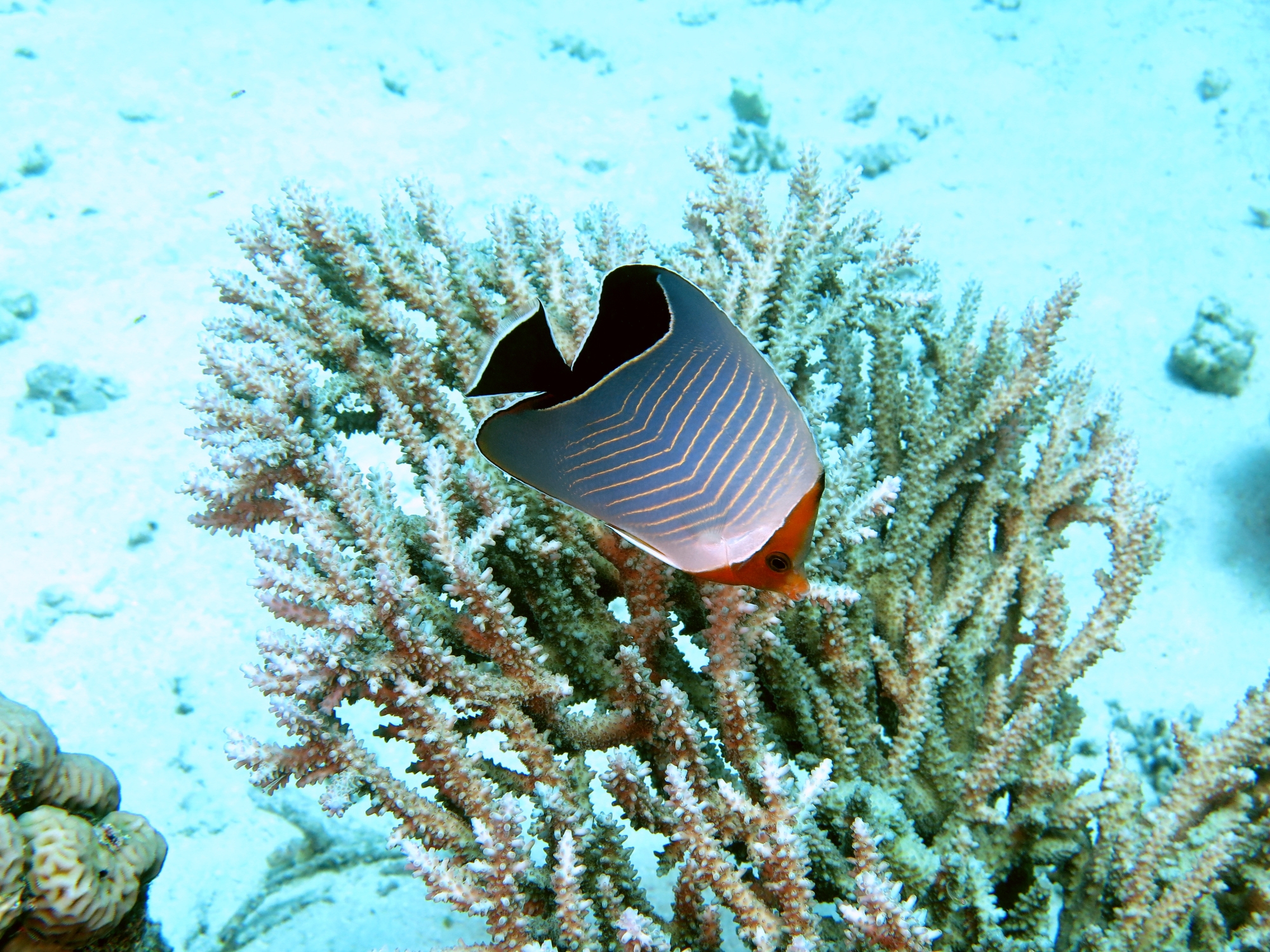 Chaetodon larvatus, Acropore