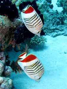 Chaetodon paucifasciatus