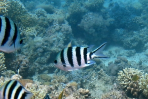 Abudefduf sexfasciatus, Abudefduf vaigiensis