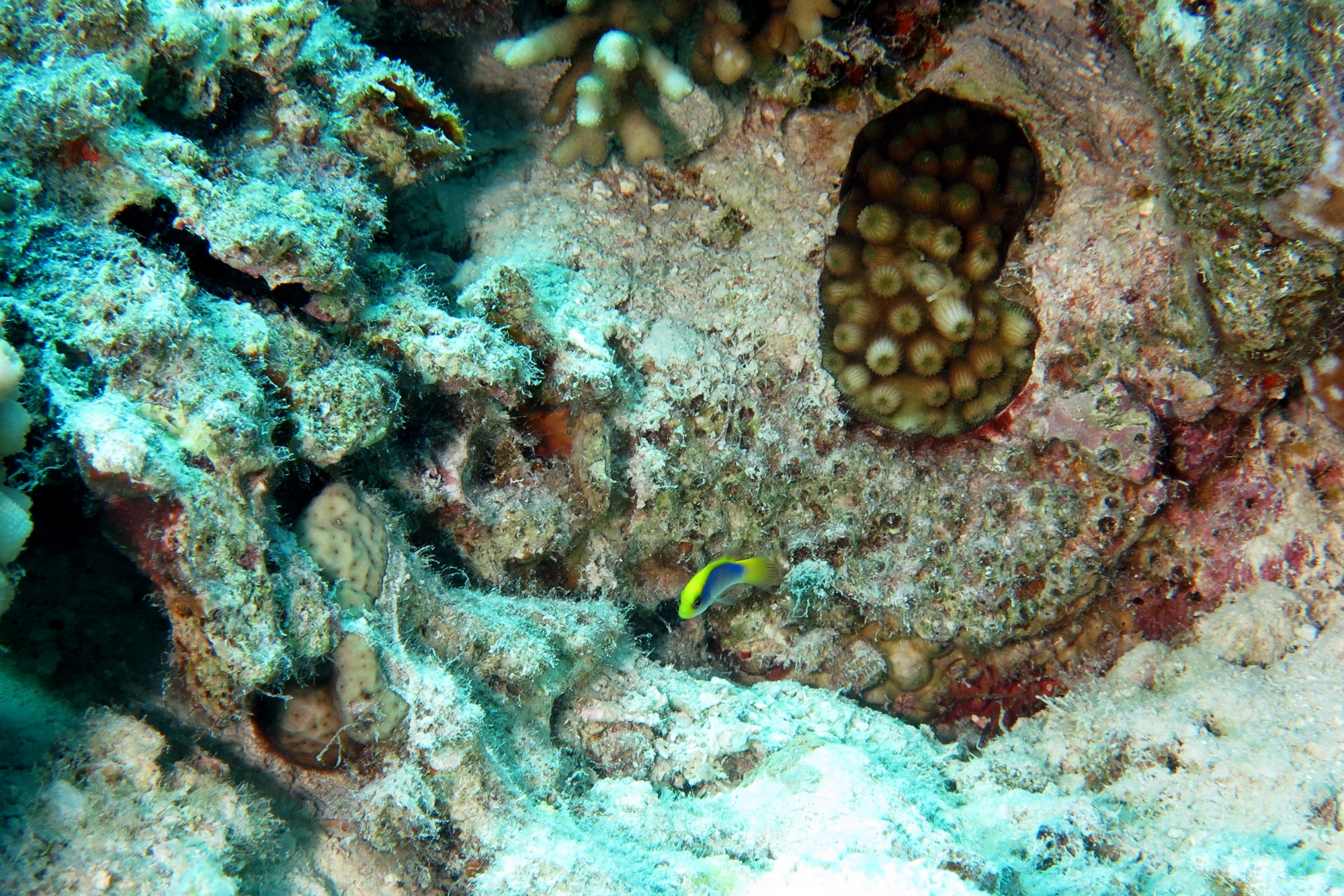 Pseudochromis flavivertex