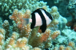 Dascyllus aruanus, Pocillopora verrucosa