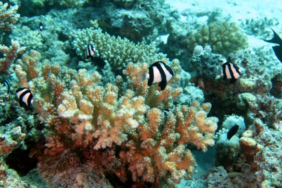 Dascyllus aruanus, Pocillopora verrucosa