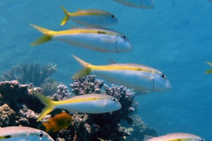 Mulloidichthys flavolineatus