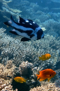 Macolor niger, Pomacentrus sulfureus