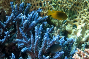 Pomacentrus sulfureus, Chromis flavaxilla, Acropora