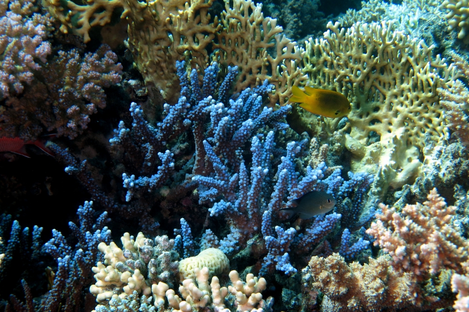 Pomacentrus sulfureus, Chromis flavaxilla, Acropora