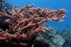 Acropora