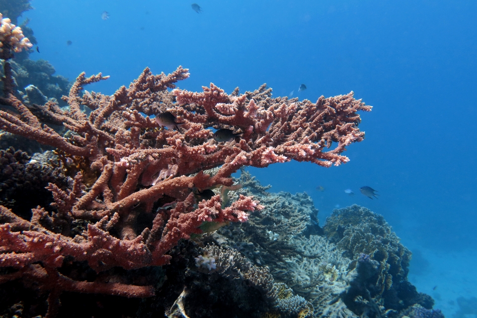 Acropora