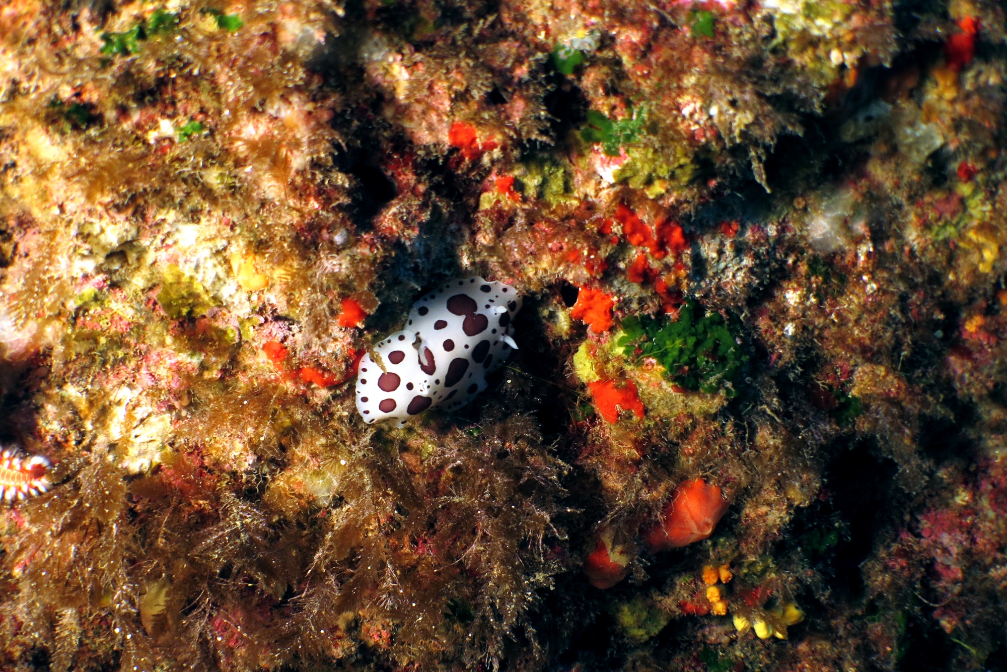 Peltodoris atromaculata