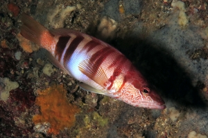 Serranus scriba