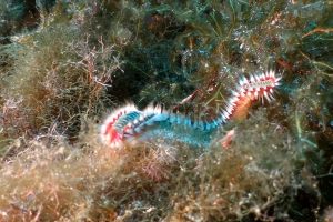 Hermodice carunculata